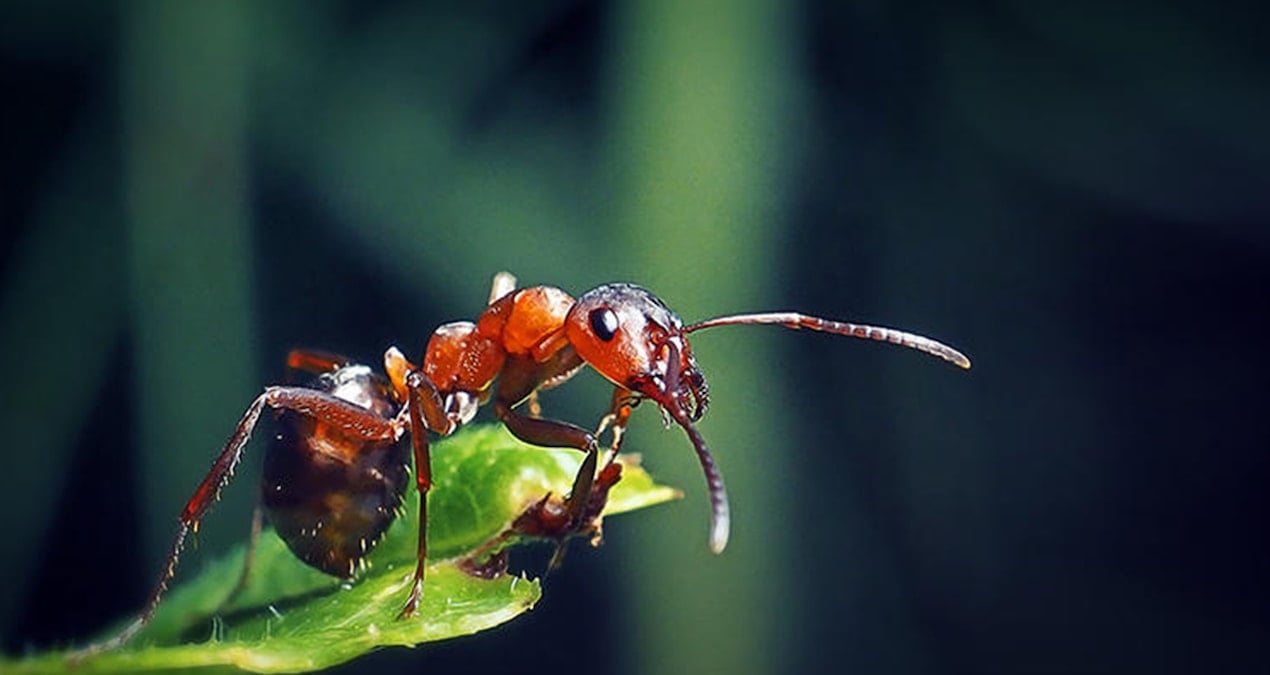 almanyada 2 bin 500 konutluk projeye karinca engeli AukBemwG