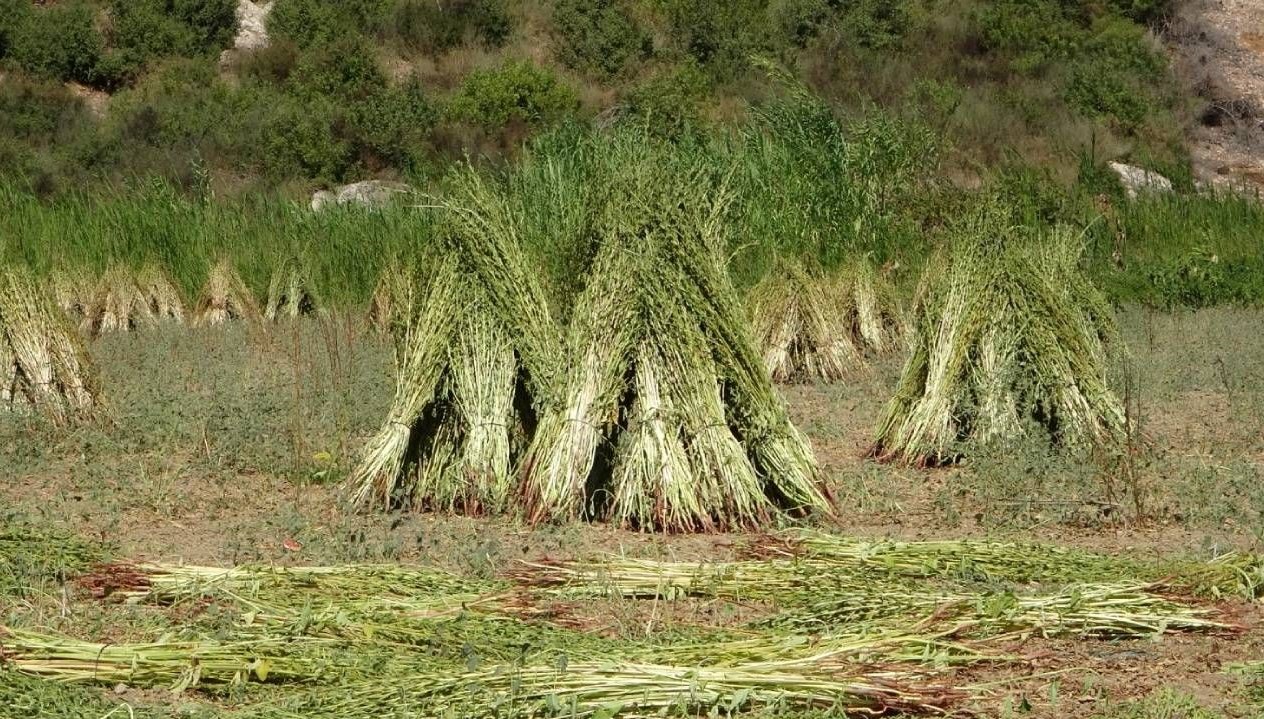 altin susamda hasat basladi iQHczHXR