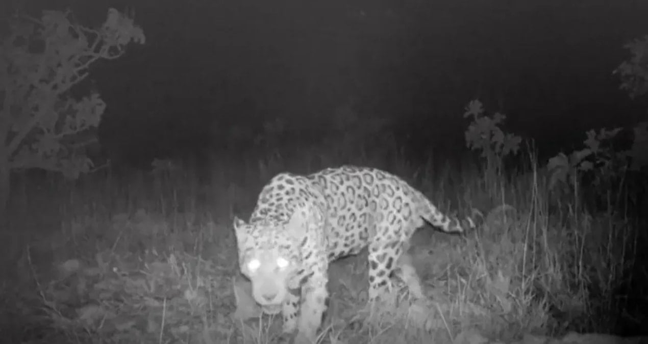 bilim insanlari saskin kilometrelerce yuzdu rekor kirdi Yxx3MiqC