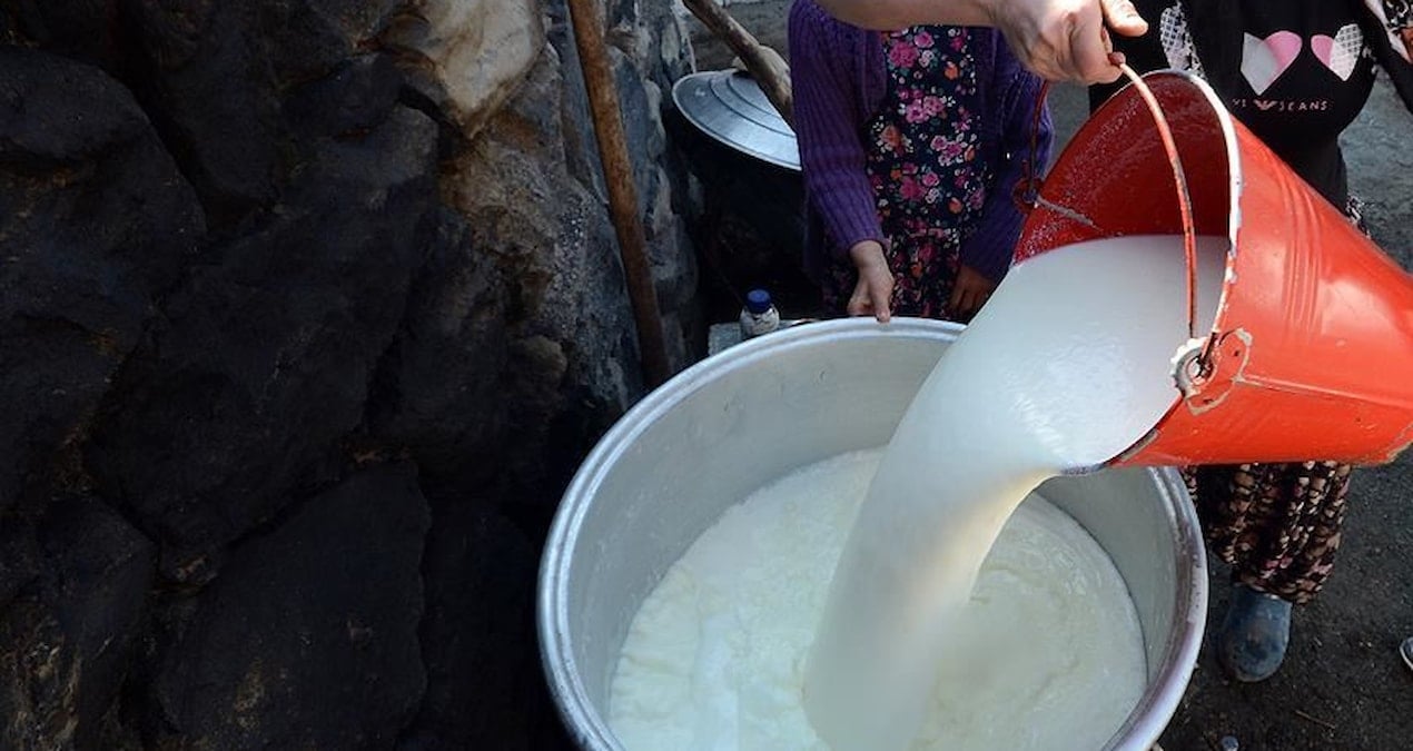 inek sutu uretimi agustosta azaldi LHPRmuLB.jpg