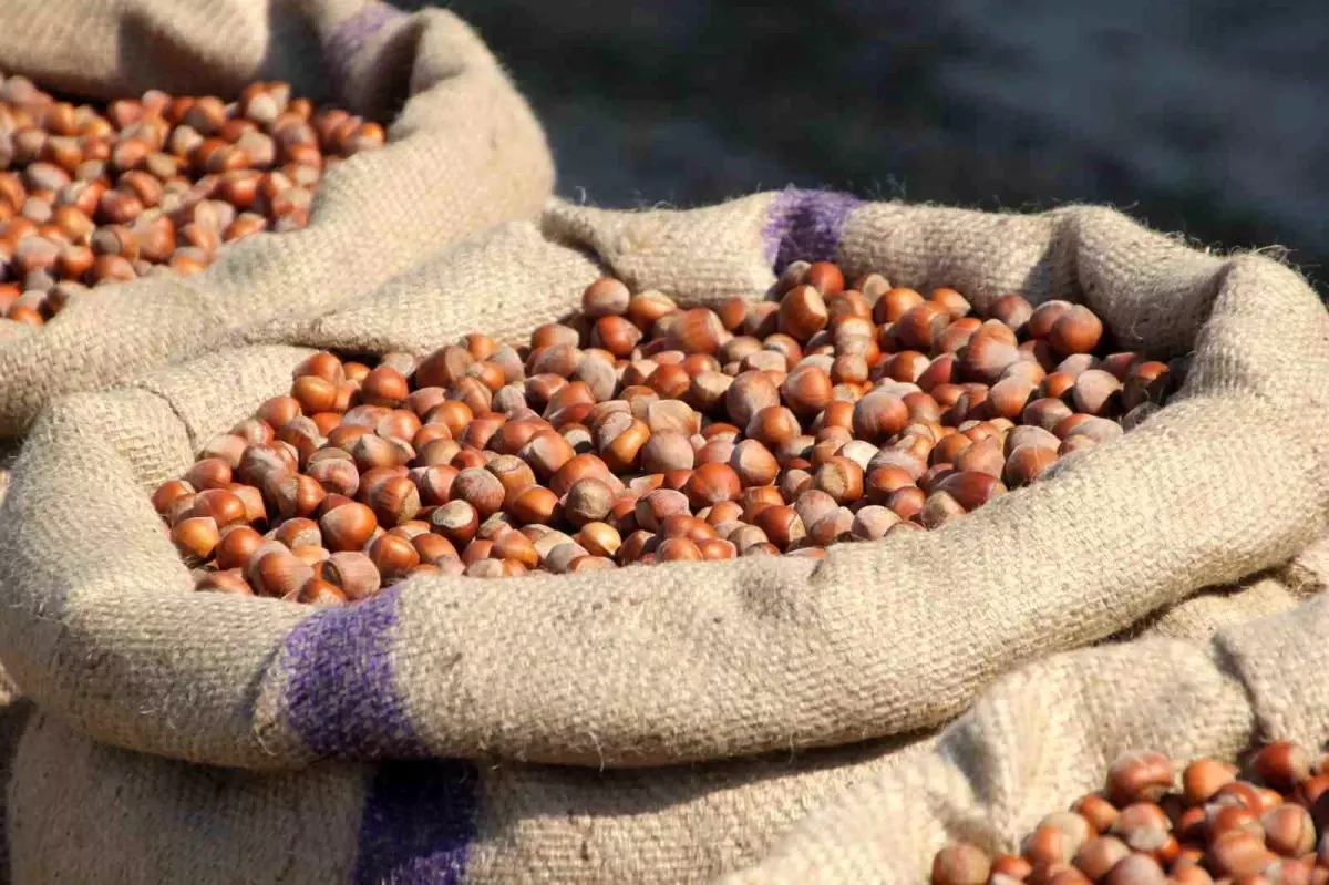 findik ureticisi manipulasyona direniyor ZdhCq2Xj.jpg