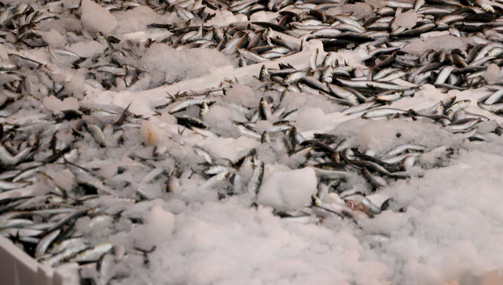 hamsi ve sardalya bollugu balikcilarin yuzunu guldurdu Xp2QBKBe.jpg