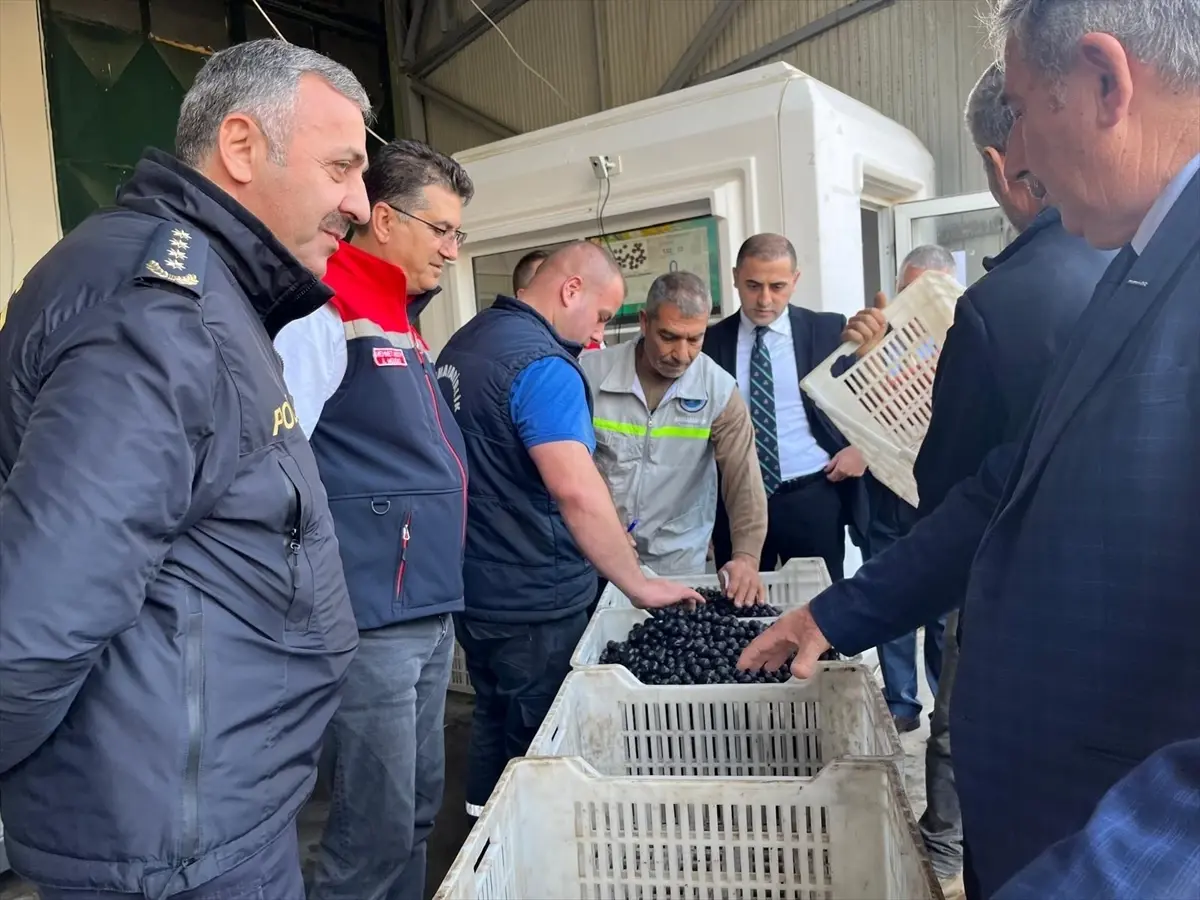 sarkoyde zeytin hasadi etkinligi 2yqvLZve.jpg