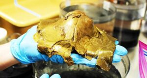 okyanusun-derinliklerinde-bulunmustu-altin-kurenin-sirri-ortaya-cikti-Kr711q6P