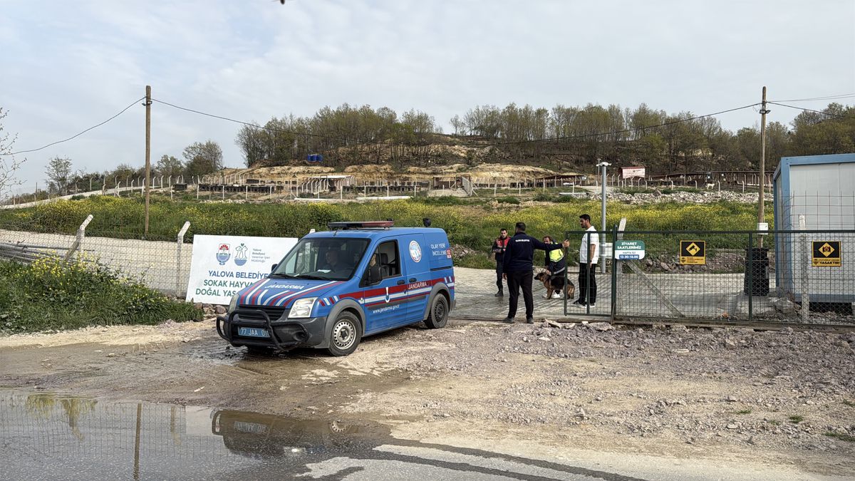 Yalova’da Sokak Hayvanları Üzerine Şok İddialar ve Soruşturma Başlatıldı