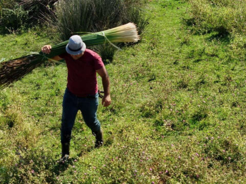 Batakliktan topluyorlar kilosu 120 liradan satilan ot 2 ayda tam 200 bin lira kazandiriyor 2vHChn2D